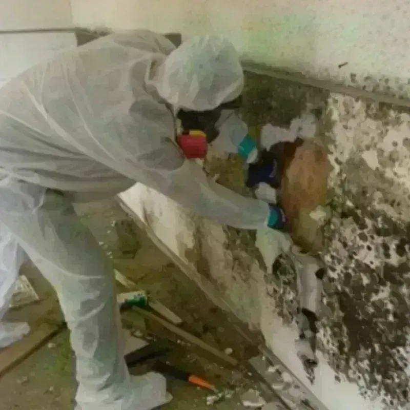 Mold Remediation and Removal in Mitchellville, MD